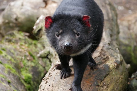 1-Hour Tasmanian Devil Feeding Day Tour At Cradle Mountain - eAccommodation 1