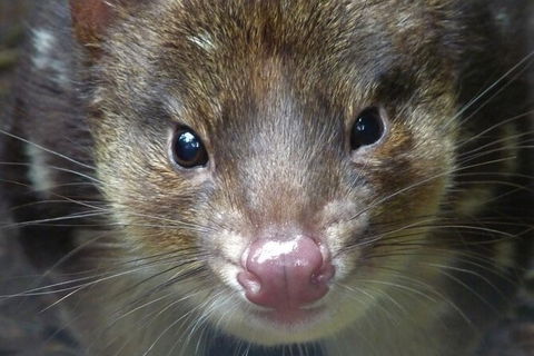 1-Hour Tasmanian Devil Feeding Day Tour At Cradle Mountain - eAccommodation 2