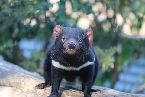1-Hour Tasmanian Devil Feeding Day Tour At Cradle Mountain - eAccommodation 5