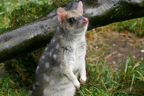 1-Hour Tasmanian Devil Feeding Day Tour At Cradle Mountain - eAccommodation 3