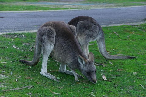 Private Grampians Day Tour From Melbourne (price/group Not Per Person) - eAccommodation 1