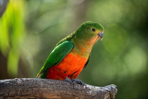 The Great Ocean Road Private 1 Day Tour - eAccommodation 7