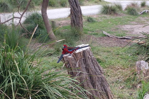 Wilsons Promontory Brainstorming Escape - eAccommodation 5