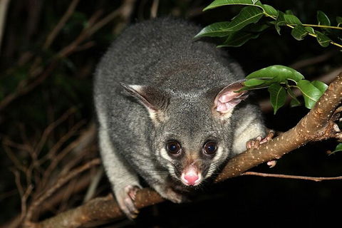 Wilsons Promontory Brainstorming Escape - eAccommodation 3