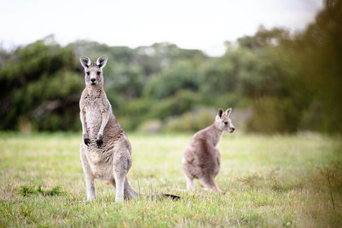 LGBT+ Friendly 3 Day Tour The Grampians, Daylesford & Ballarat - eAccommodation 2