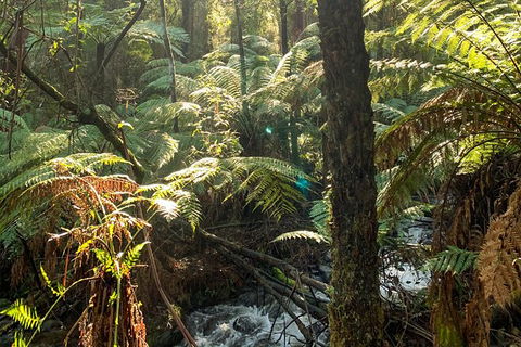 Hiking Tour To Aqueduct And Warburton Valley Lookout - eAccommodation 3