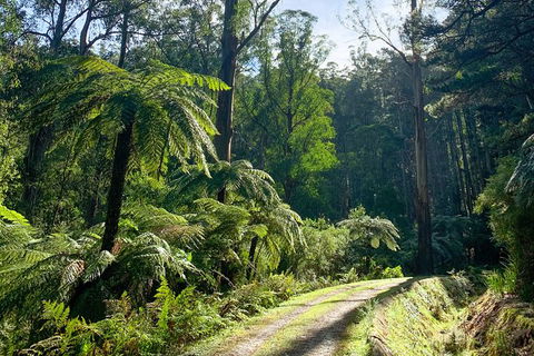 Hiking Tour To Aqueduct And Warburton Valley Lookout - eAccommodation 1