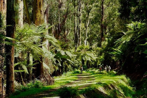 Private Aqueduct To California Redwoods Hiking Tour - eAccommodation 2