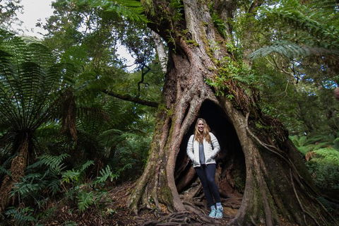 Two Day Melbourne To Adelaide Tour - Great Ocean Road & Grampians - eAccommodation 14