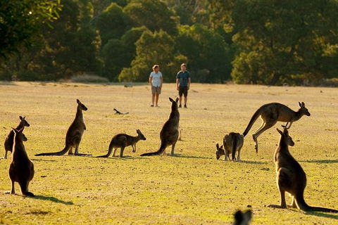 Two Day Melbourne To Adelaide Tour - Great Ocean Road & Grampians - eAccommodation 10