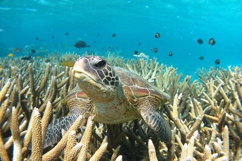 Coral Bay 3-Hour Turtle Ecotour - eAccommodation 0