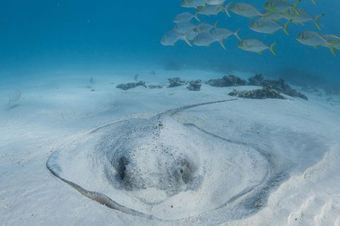 Coral Bay 3-Hour Turtle Ecotour - eAccommodation 2