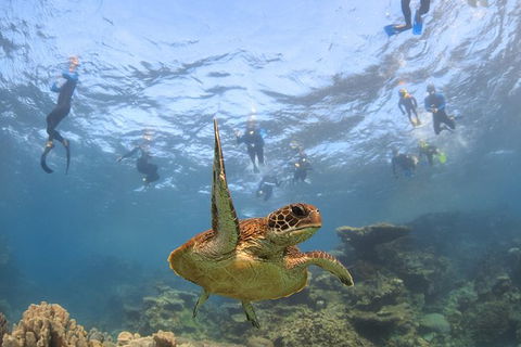 Coral Bay 3-Hour Turtle Ecotour - eAccommodation 4