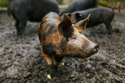 Three Day Charter Margaret River Region (inbound Melbourne Travelers) - eAccommodation 8