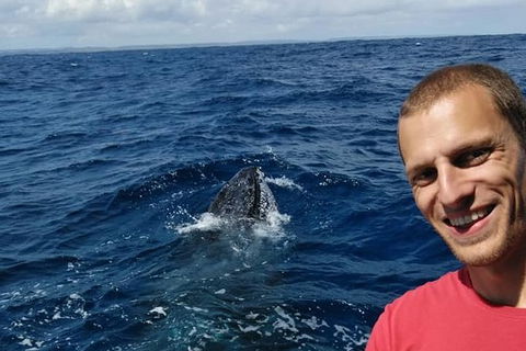Whale Watching Boat Tour In Geraldton - eAccommodation 2