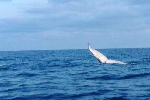 Whale Watching Boat Tour In Geraldton - eAccommodation 0
