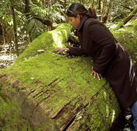 Washpool National Park - Washpool Walk - eAccommodation