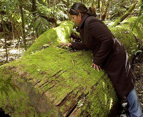 Washpool National Park - Washpool Walk - eAccommodation 0