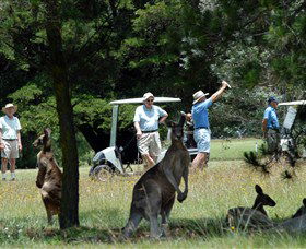 Glen Innes Golf Club - eAccommodation 0