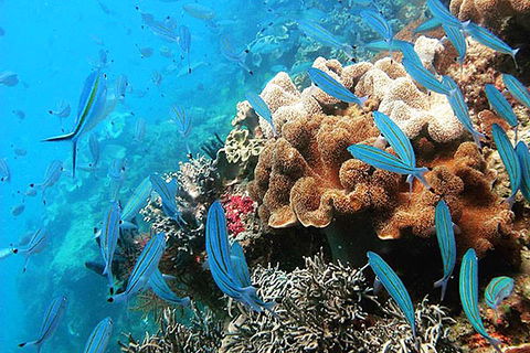 Ocean Free & Ocean Freedom - Cairns Premier Reef And Island Tours - eAccommodation 5