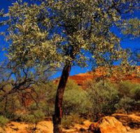 Mt Romance Australia Pty Ltd - eAccommodation