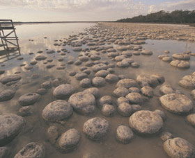 Lake Clifton Thrombolites - eAccommodation 0