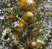Woylie Walk Dryandra Woodland - eAccommodation