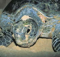 Turtle Nesting Season - eAccommodation