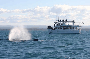 Dolphin Watch Cruises - eAccommodation 0
