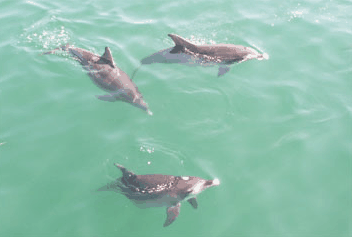 Dolphin Watch Cruises - eAccommodation 1