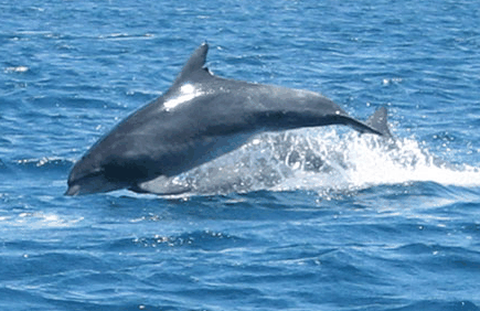 Dolphin Watch Cruises - eAccommodation 3