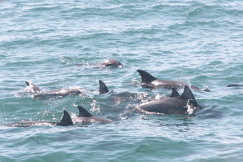 Dolphin Watch Cruises - eAccommodation 4