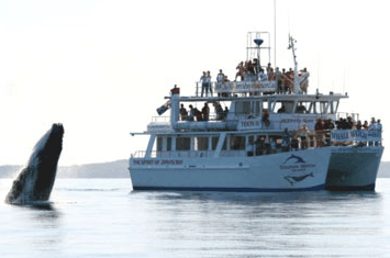 Dolphin Watch Cruises - eAccommodation 6