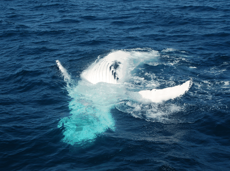 Dolphin Wild Cruises - eAccommodation 0