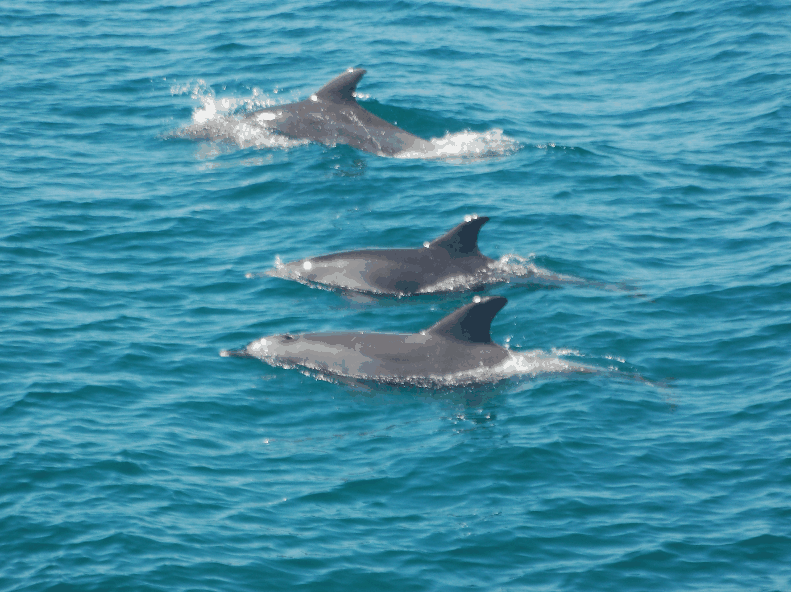 Dolphin Wild Cruises - eAccommodation 5