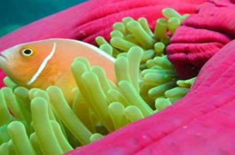 Great Adventures Reef And Green Island Cruises - eAccommodation 2