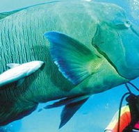 Aristocat Snorkel and Scuba Port Douglas - eAccommodation