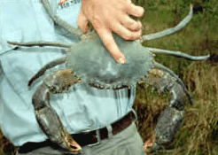 Whitsunday Crocodile Safari - eAccommodation