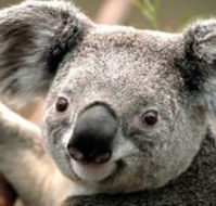 Wildlife Habitat - eAccommodation