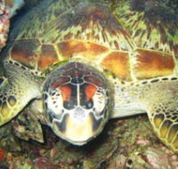 Adrenalin Snorkel and Dive - eAccommodation
