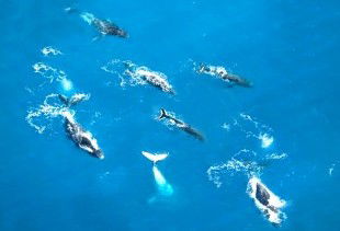 Air Whitsunday Seaplanes - eAccommodation 2