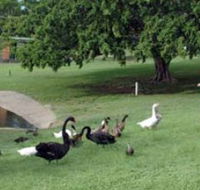 Anzac Park and Ululah Lagoon - eAccommodation