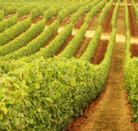 Wignalls Winery - eAccommodation