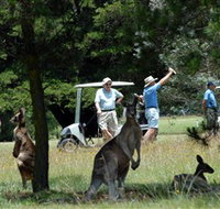 Glen Innes Golf Club - eAccommodation