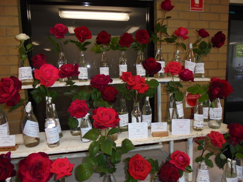 Anglican Spring Flower Show Gundagai - eAccommodation 0