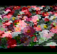 Camellia's Australia National Camellia Show - eAccommodation