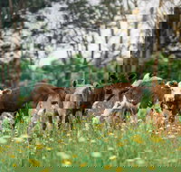 Farmgate Festival - eAccommodation