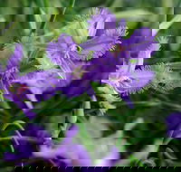 Our Campbelltown - eAccommodation