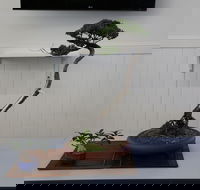 Wauchope Bonsai Workshop Group - eAccommodation