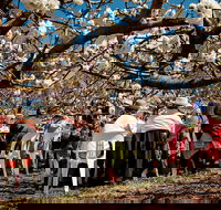 Young Cherry Blossom Long Lazy Lunch - eAccommodation